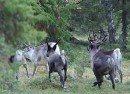 9-3 Porot_reindeers * ASCII * 800 x 584 * (103KB)